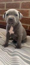 Adorable Blue Staffordshire Bull Terriers