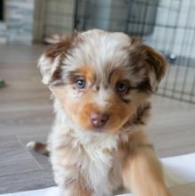 Australian Sheppard puppies, male and female for adoption