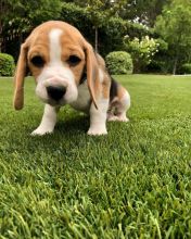 Beagle puppies ready for their new homes