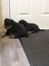Beautiful Rottweiller text us at (706) 607-8151