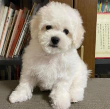 Bichon Frise puppies for good re homing to interested homes.