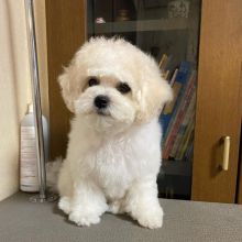 Bichon Frise puppies for good re homing to interested homes.