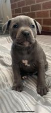 Blue Staffie Puppies For Sale text us at (706) 607-8151