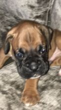 Boxer puppies available fawn ,white ,Black and brindle pups