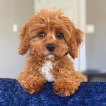 Cavapoo male and female puppies for adoption