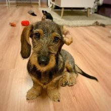 Dachshund Puppies Looking For New Homes