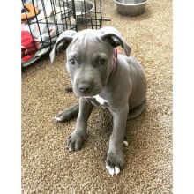 EXCELLENT ASTOUNDING BLUE NOSE PITBULL PUPPIES FOR GREAT HOMES