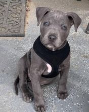 EXCELLENT ASTOUNDING BLUE NOSE PITBULL PUPPIES FOR GREAT HOMES
