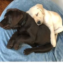 Labrador Retrievers ( kanegray134@gmail.com )