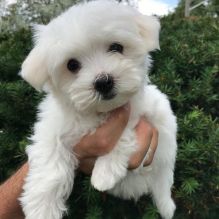 Maltese puppies available in good health condition for new homes