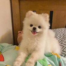 Pomeranian puppies available in good health condition for new homes