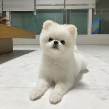 Pomeranian Puppies Looking For New Homes