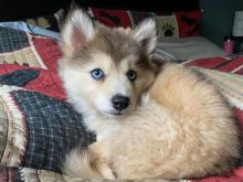 Pomsky puppies available in good health condition for new homes
