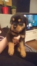 Rottweiler puppies, male and female for adoption