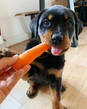 Rottweiler puppies, male and female for adoption