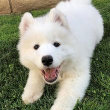 Samoyed puppies, male and female for adoption