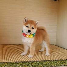 Shiba Inu puppies, male and female for adoption