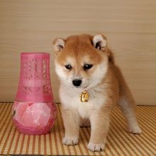 Shiba Inu puppies, male and female for adoption