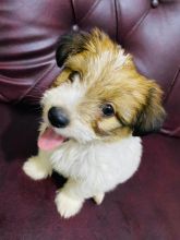 shih tzu puppies available in good health condition for new homes