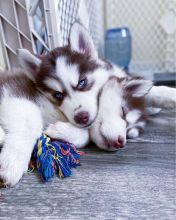 Siberian Husky puppies available in good health condition for new homes