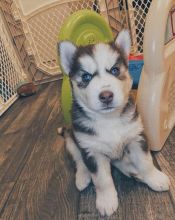 Siberian Husky puppies available in good health condition for new homes