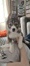 siberian husky pups text us at (706) 607-8151