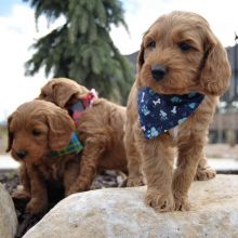 sweet caVApoo puppies for adoption ( chenwibobo@gmail.com )