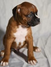 These Boxer puppies are ready to go to a new home.