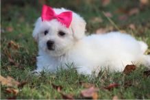 We are offering our 2 Bichon Frise puppies for adoption.