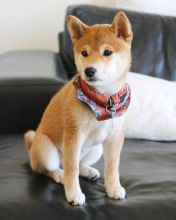 WELL TRAINED SHIBA INU PUPPIES ( peteralex65020@gmail.com )