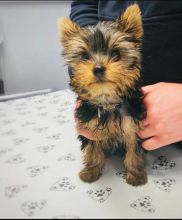 Yorkie puppies for good re homing to interested homes.