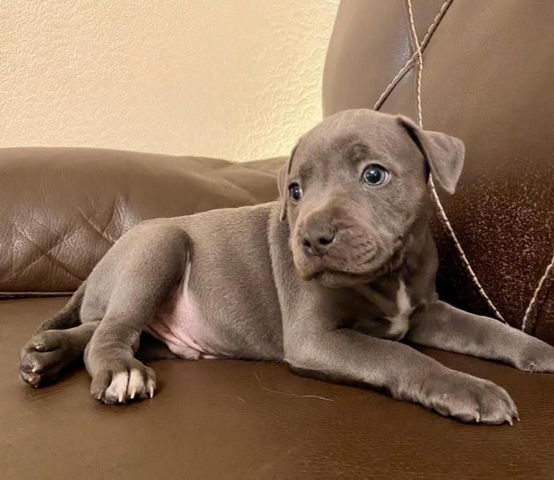 Adorable Blue Staffordshire Bull Terriers Image eClassifieds4u