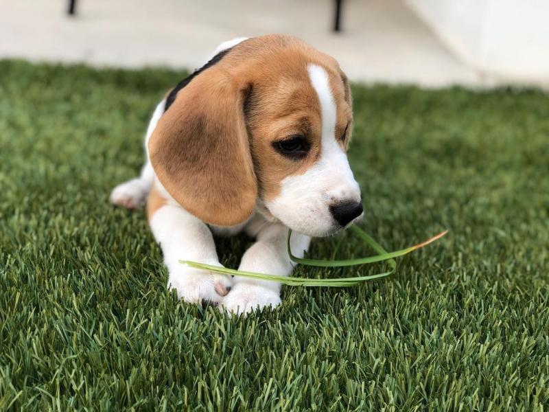 Beagle puppies ready for their new homes Image eClassifieds4u