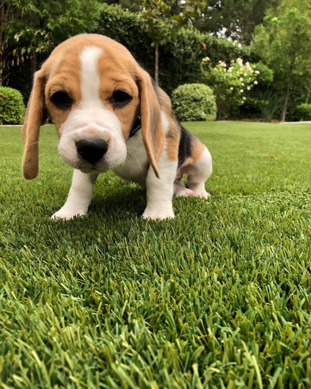 Beagle puppies ready for their new homes Image eClassifieds4u