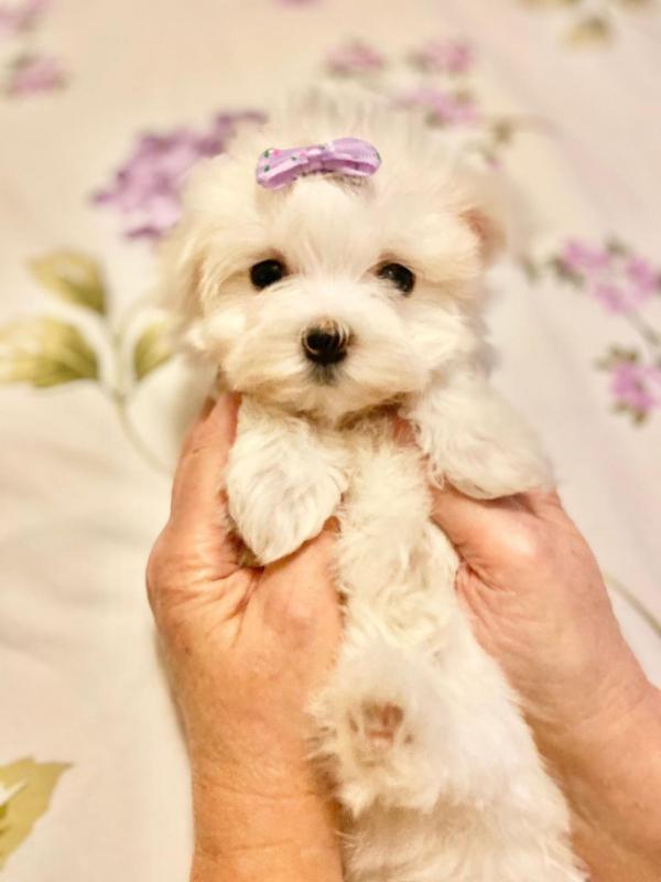 Beautiful Maltese For Sale text us at (706) 607-8151 Image eClassifieds4u