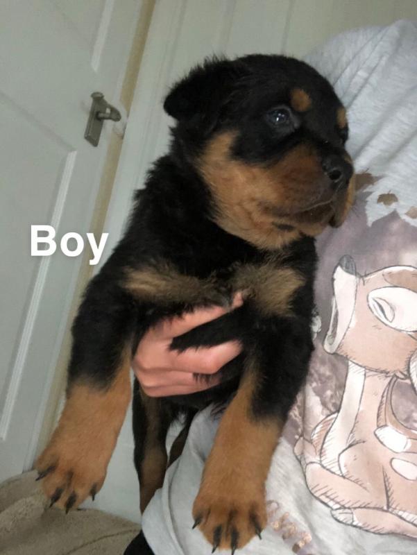 Beautiful Rottweiller text us at (706) 607-8151 Image eClassifieds4u