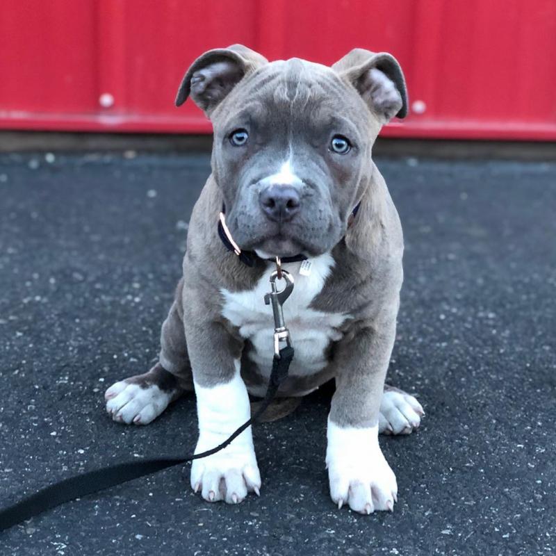 Blue nose American pit bull puppies Ready For A New Home Image eClassifieds4u