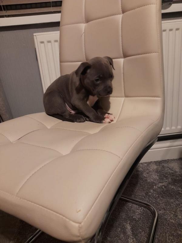 Blue Staffie Puppies For Sale text us at (706) 607-8151 Image eClassifieds4u