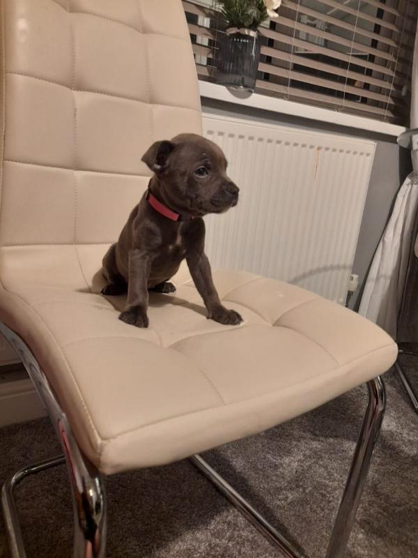 Blue Staffie Puppies For Sale text us at (706) 607-8151 Image eClassifieds4u