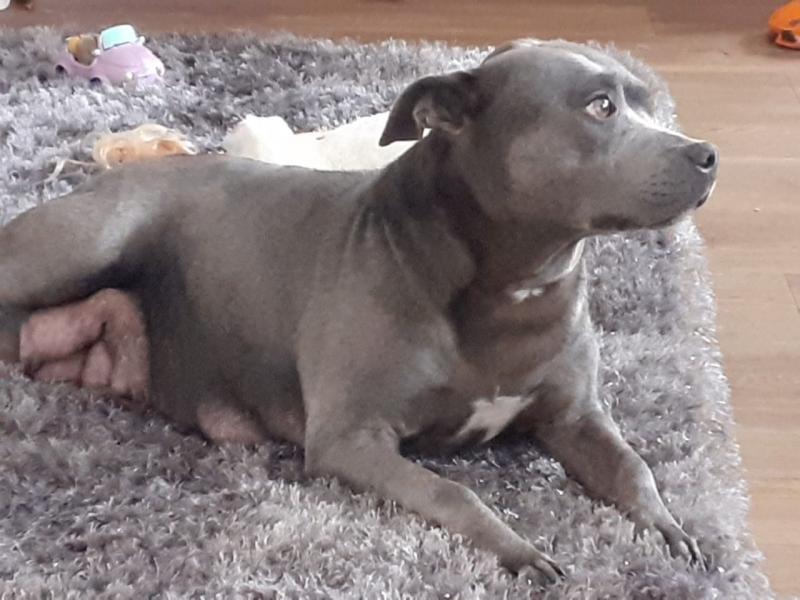 Blue Staffie Puppies For Sale text us at (706) 607-8151 Image eClassifieds4u