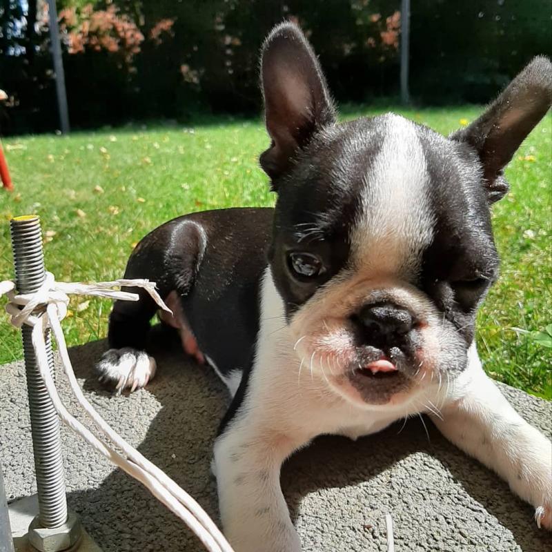 Boston Terrier puppies for good re homing to interested homes. Image eClassifieds4u
