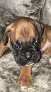 Boxer puppies available fawn ,white ,Black and brindle pups Image eClassifieds4u