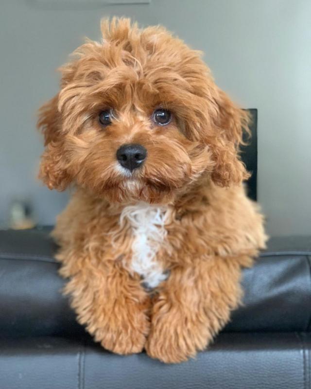 Cavapoo puppies available in good health condition for new homes Image eClassifieds4u