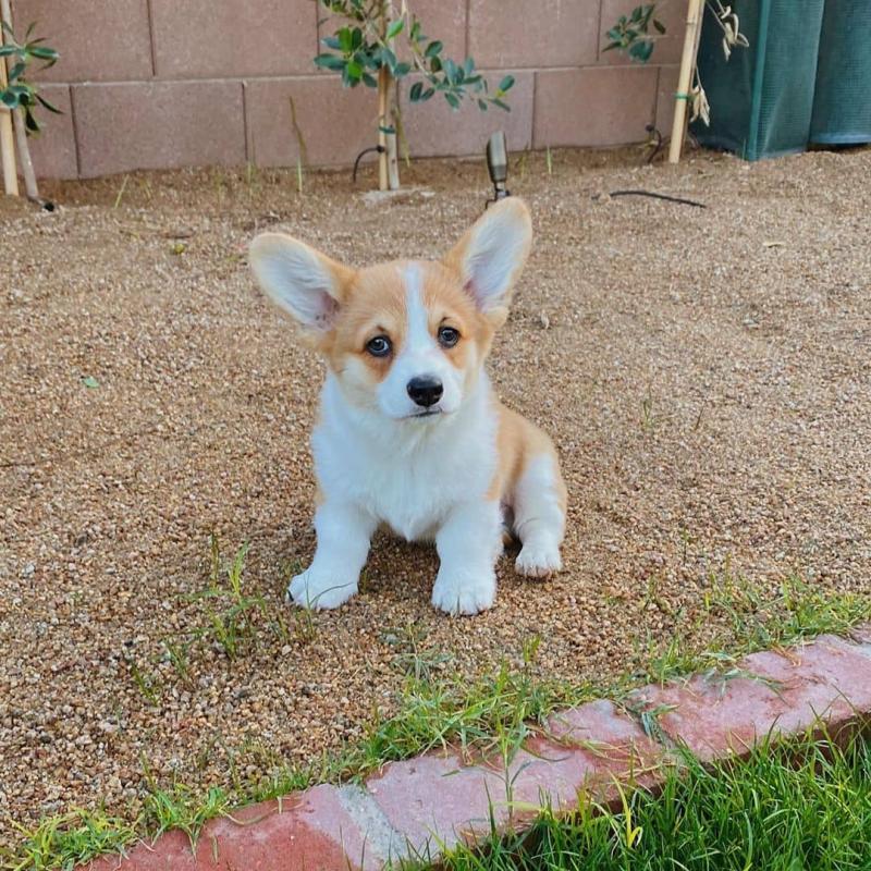 Corgi puppies available in good health condition for new homes Image eClassifieds4u