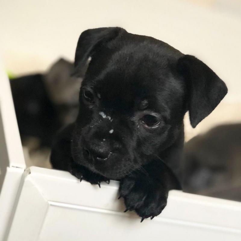 EXCELENT Staffordshire ( dealsclinton@gmail.com ) Image eClassifieds4u