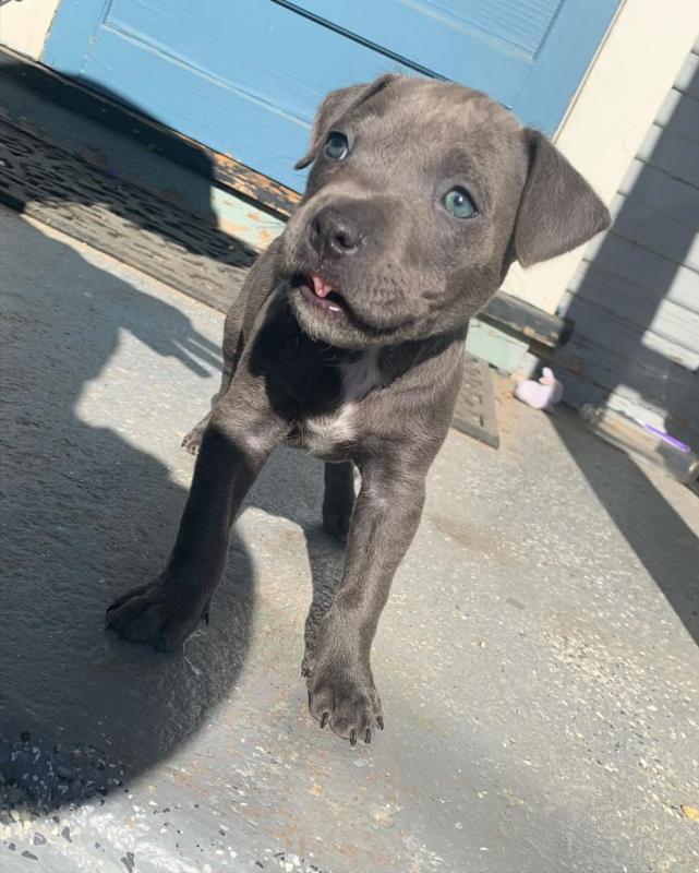 EXCELLENT ASTOUNDING BLUE NOSE PITBULL PUPPIES FOR GREAT HOMES Image eClassifieds4u