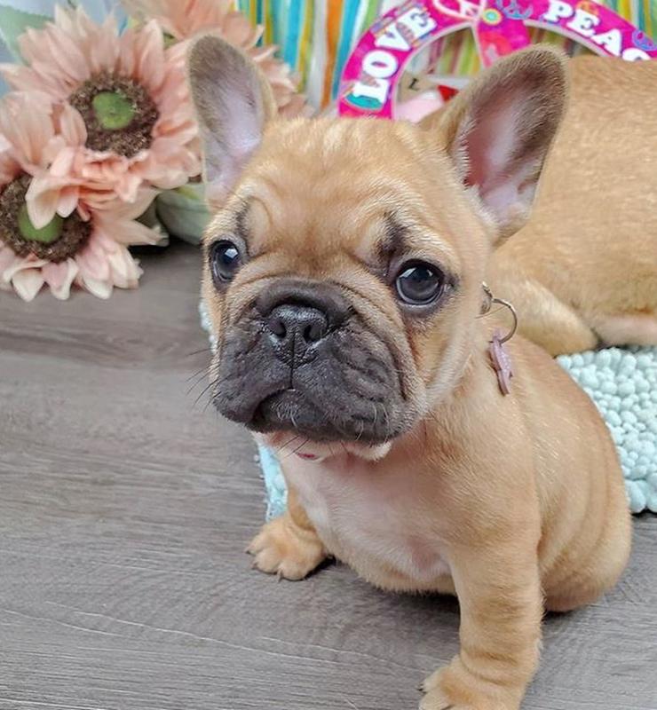 French Bulldog Puppies available, updated on vaccines , very healthy and Friendly Image eClassifieds4u