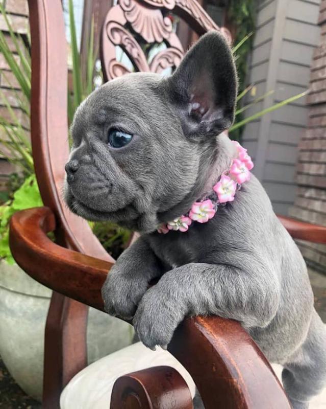 French Bulldog Puppies available, updated on vaccines , very healthy and Friendly Image eClassifieds4u