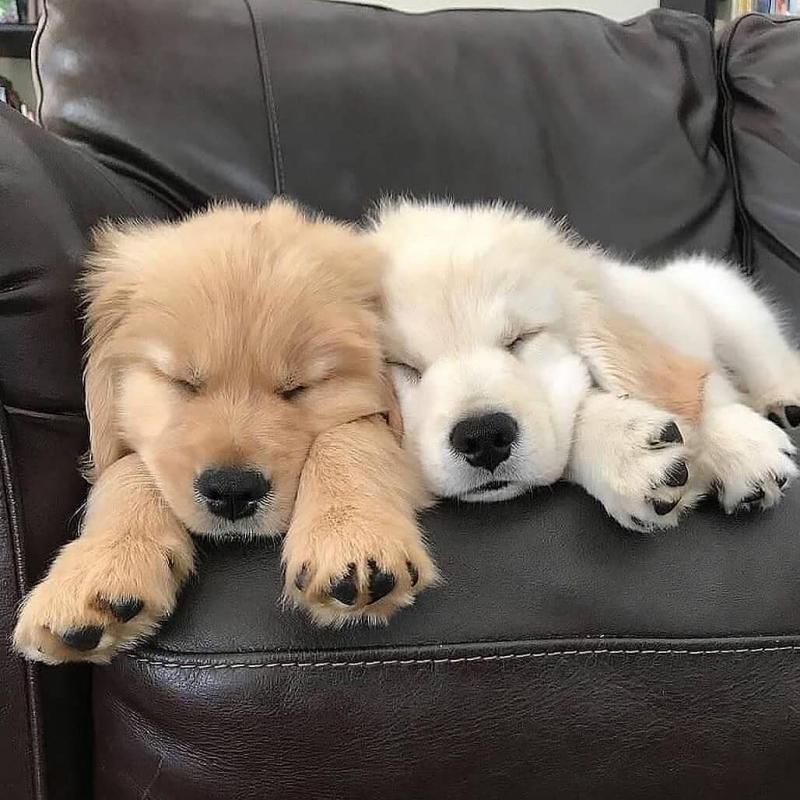 Golden retriever PUPPIES ( kellabriggs89@gmail.com ) Image eClassifieds4u