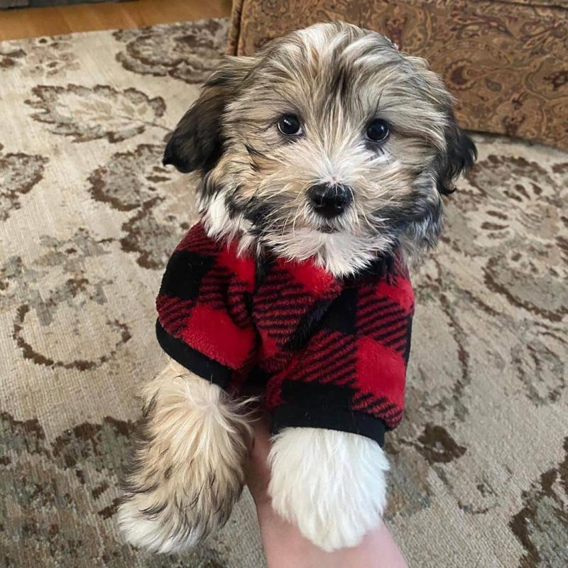 Havanese puppies available in good health condition for new homes Image eClassifieds4u